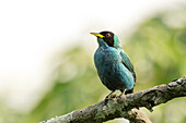 Green honeycreeper