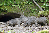 Group of white-lipped peccary