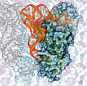 Glutaminyl-tRNA synthetase, illustration