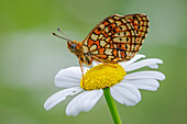 Twin spot fritillary