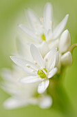 Wild garlic