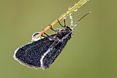 Chimney sweeper moth