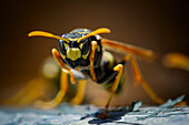 European paper wasp