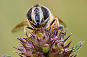 Hoverfly