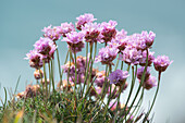 Thrift (Armeria maritima)