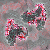 Cyanovirin-N antiviral protein, illustration