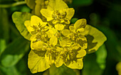 Warty spurge (Euphorbia verrucosa) in flower