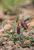 Fritillary (Fritillaria epirotica)