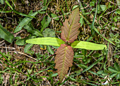Sycamore (Acer pseudoplatanus) seedling