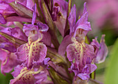 Elder-flowered orchid (Dactylorhiza sambucina) flowers