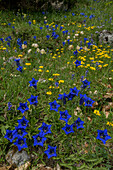 Narrow-leaved trumpet gentian (Gentiana angustifolia) in flower