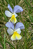 Long-spurred pansy (Viola calcarata)
