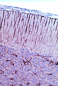 Bergmann glia, light micrograph