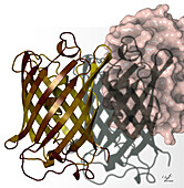 Extra-superfolder green fluorescent protein, illustration