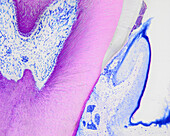 Mouse junctional epithelium, light micrograph