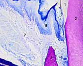 Mouse junctional epithelium, light micrograph