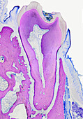 Rat tooth, light micrograph