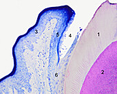 Rat junctional epithelium, light micrograph