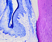 Rat periodontal ligament, light micrograph