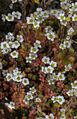 Ascending saxifrage (Saxifraga adscendens) in flower