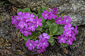 Hairy primrose (Primula hirsuta) in flower