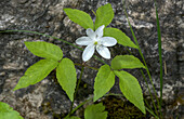 Three-leaved anemone (Anemonoides trifolia) in flower