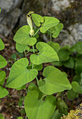 Pale birthwort (Aristolochia pallida) in flower