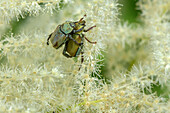 Monkey beetle feeding