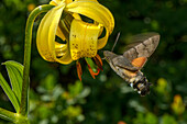 Humming-bird hawk-moth