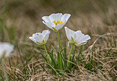 Pyrenean buttercup (Ranunculus pyrenaeus) in flower