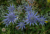 Pyrenean eryngo (Eryngium bourgatii) in flower