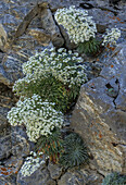 Clump of Pyrenean saxifrage (Saxifraga longifolia) in flower