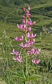 Martagon lily (Lilium martagon) in flower