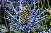Queen of the Alps (Eryngium alpinum) covered with bees