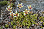 Moss saxifrage (Saxifraga bryoides) in flower