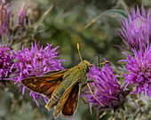 Male silver-spotted skipper feeding on thistle flowers