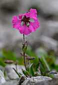 Large-flowered catchfly (Silene elisabethae) in flower