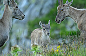 Alpine ibex family group
