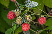 Ripe wild raspberry (Rubus idaeus) fruit