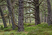 Old growth Scots pines, Cairngorms, Scotland, UK