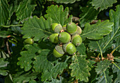 Cluster of sessile oak (Quercus petraea) acorns