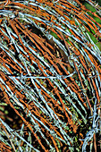 Rusted barbed wire