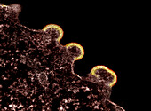 HIV particles budding from cell, TEM