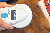 Dog scanned for microchip