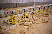 Young chicks in poultry shed