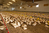 Young chickens in poultry shed