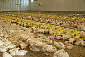 Young chickens in poultry shed