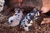 Sow and piglets in a pigsty