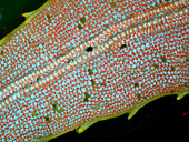 Moss leaf surface, fluorescence micrograph