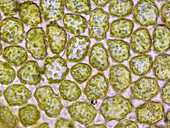 Liverwort leaf cells, light micrograph